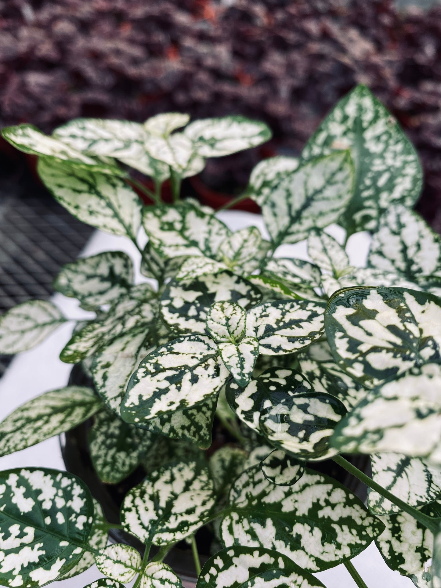 Polka Dot Plant--Hypoestes phyllostachya