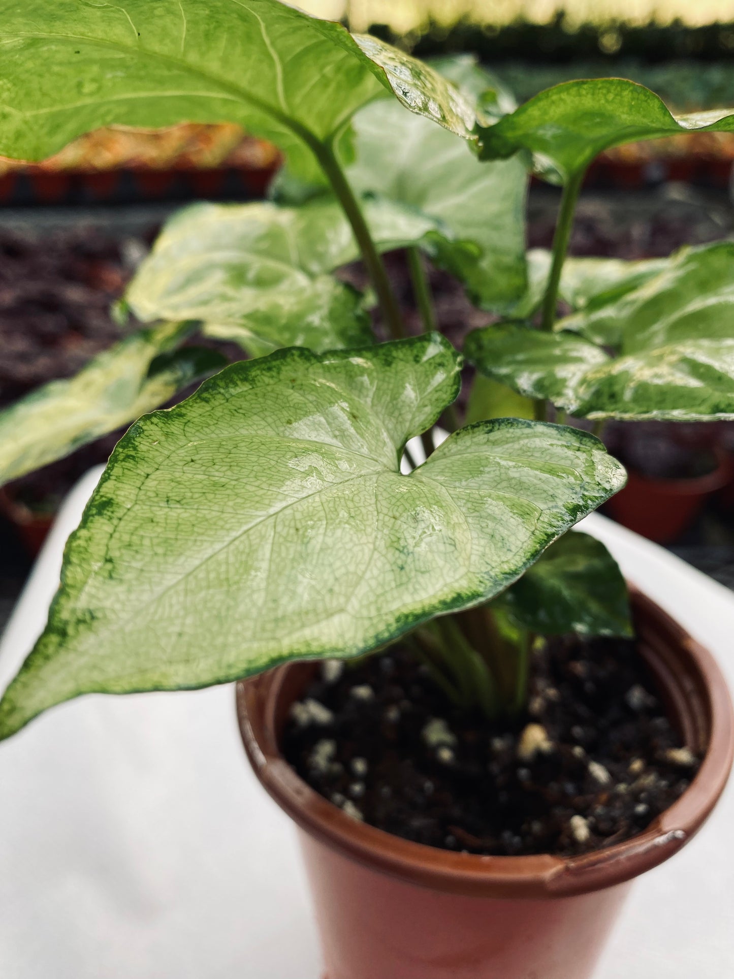 Nephthytis -- Syngonium podophyllum