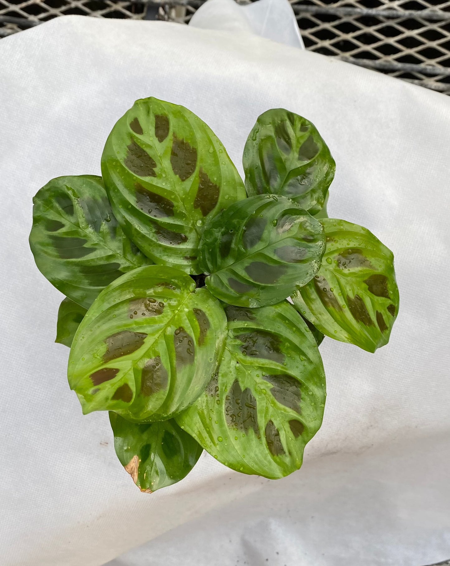 Prayer Plant -- Maranta leuconeura