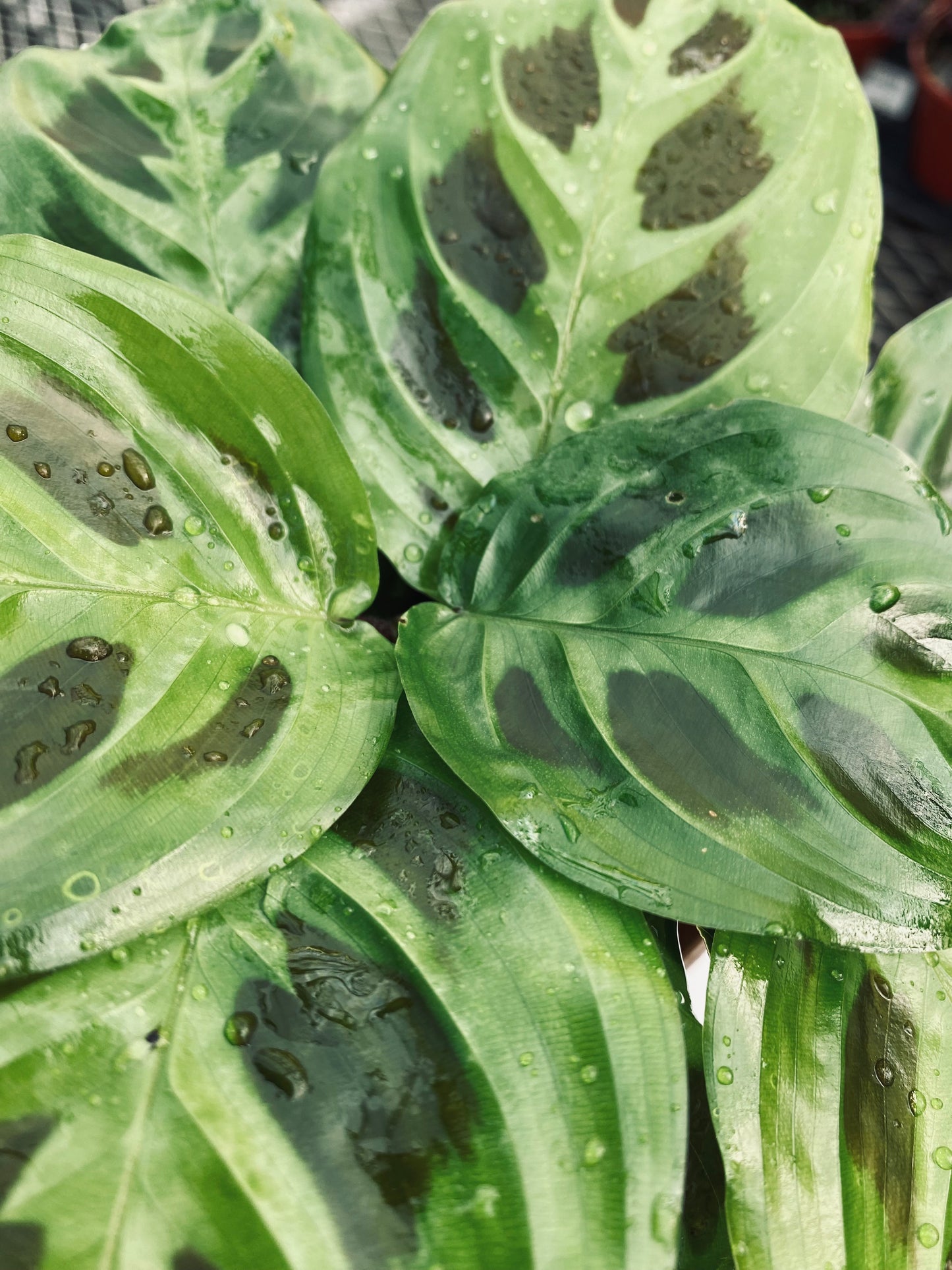 Prayer Plant -- Maranta leuconeura