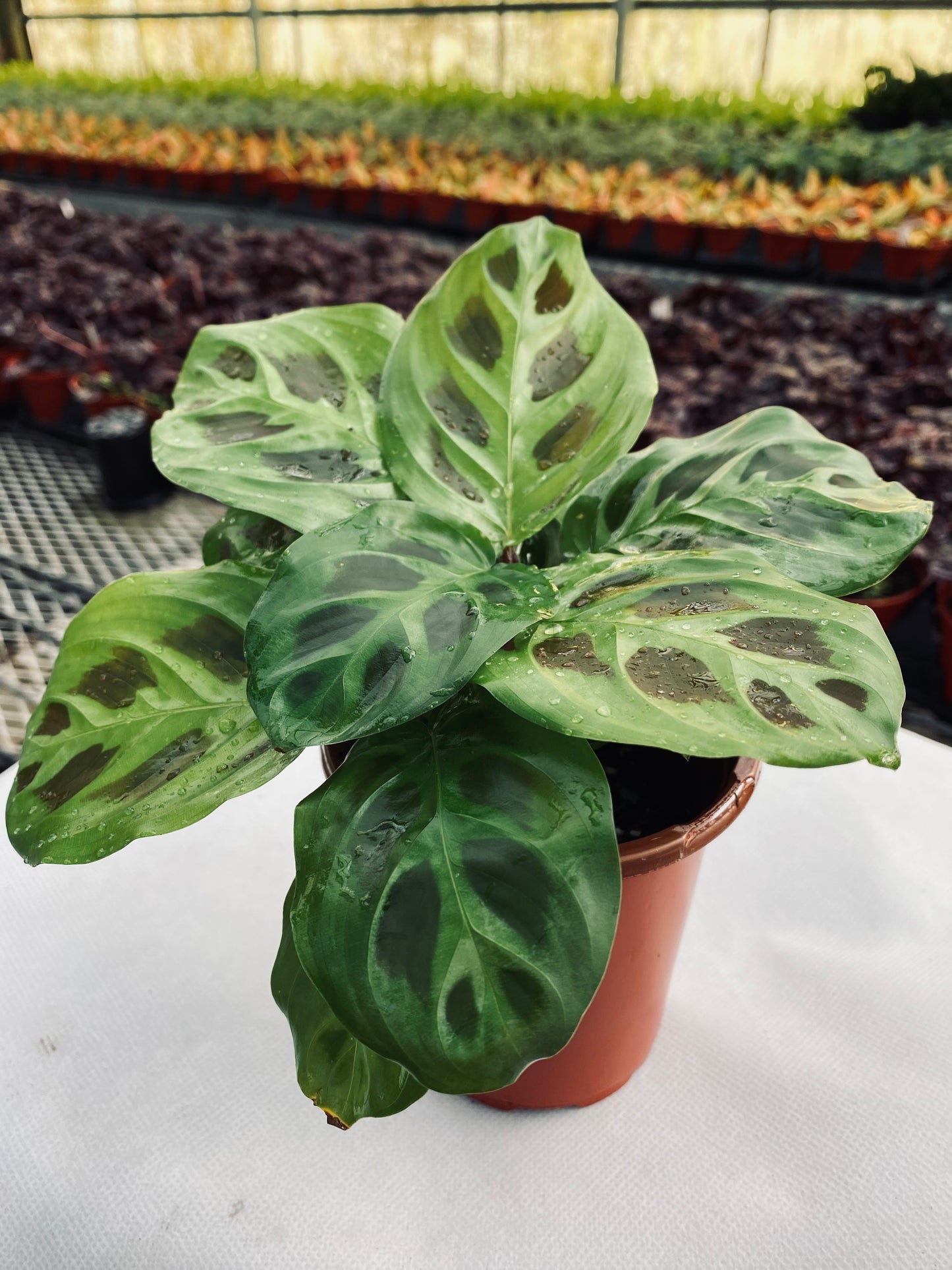 Prayer Plant -- Maranta leuconeura