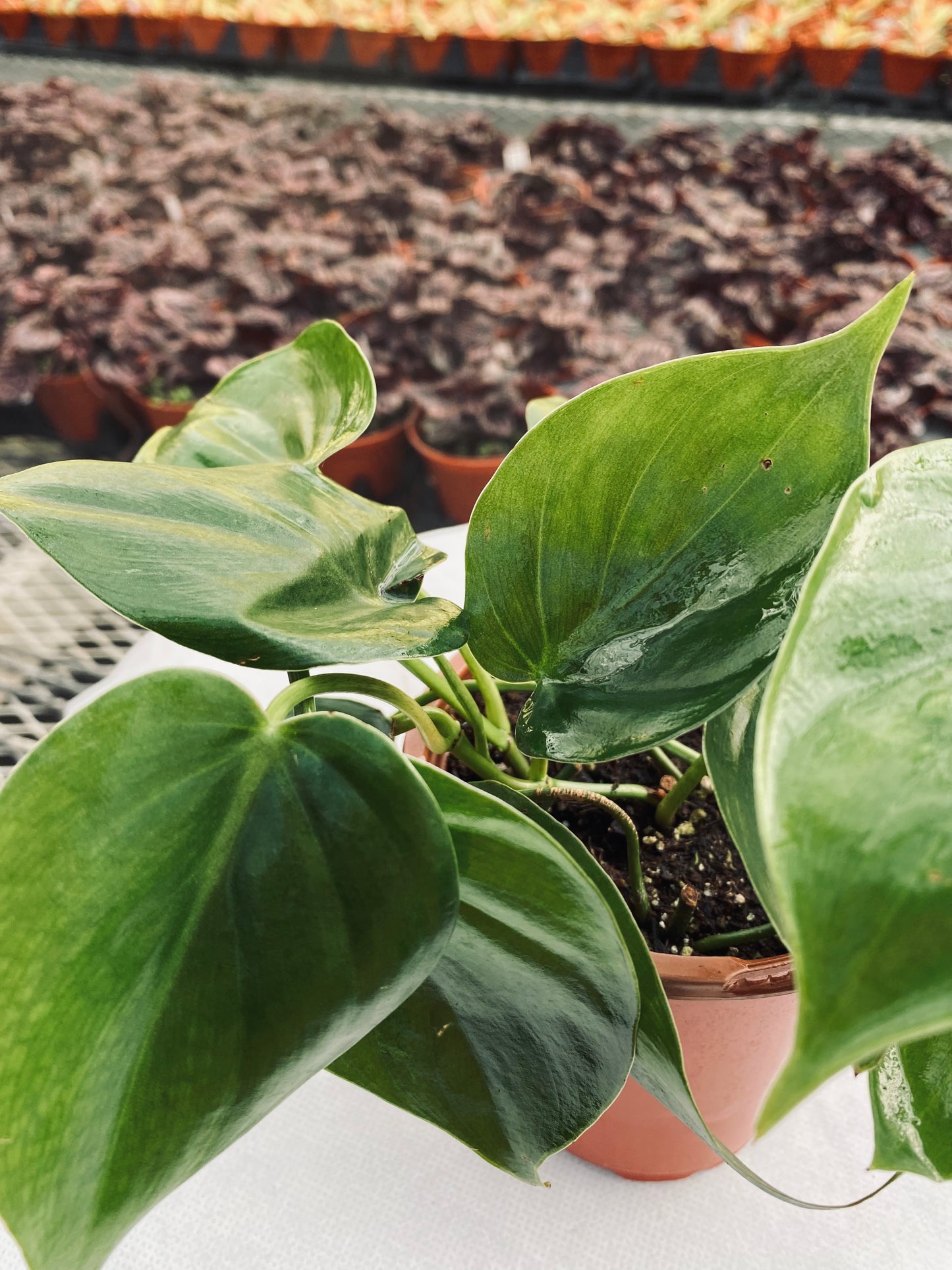 Philodendron