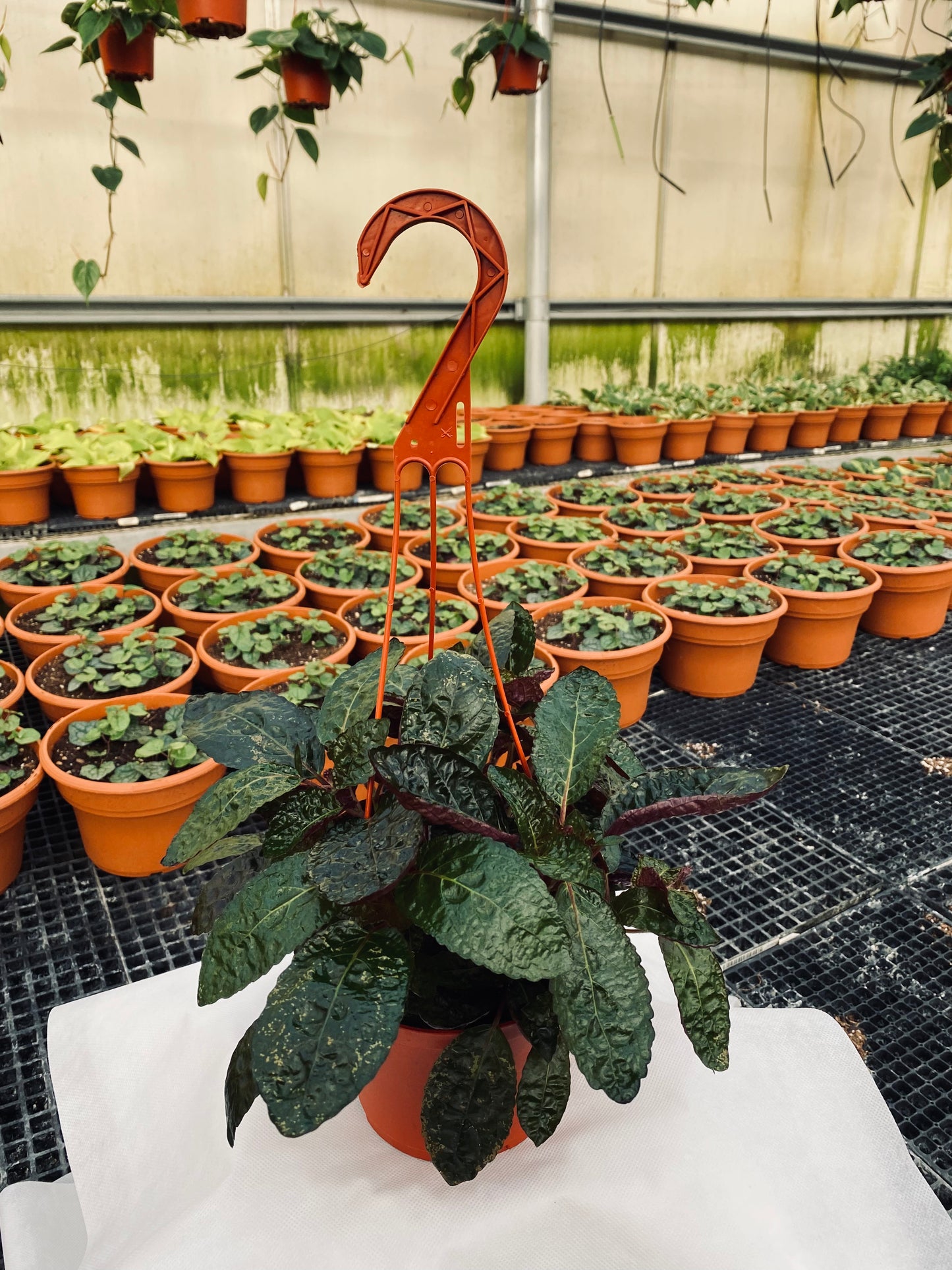 Waffle Plant -- Strobilanthes alternata