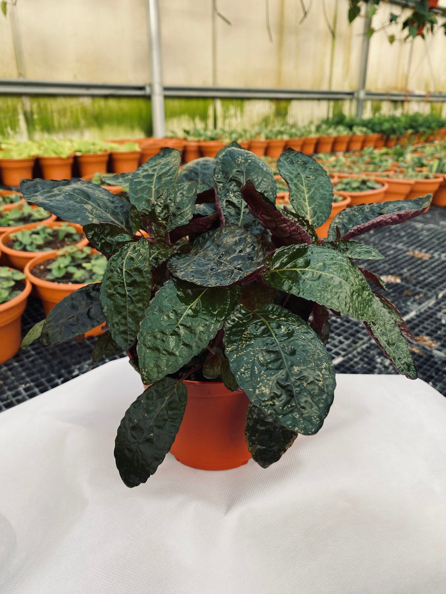 Waffle Plant -- Strobilanthes alternata