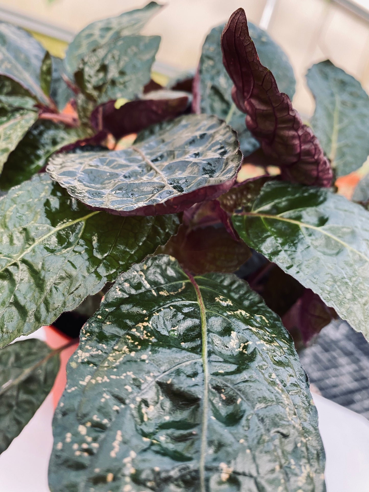 Waffle Plant -- Strobilanthes alternata