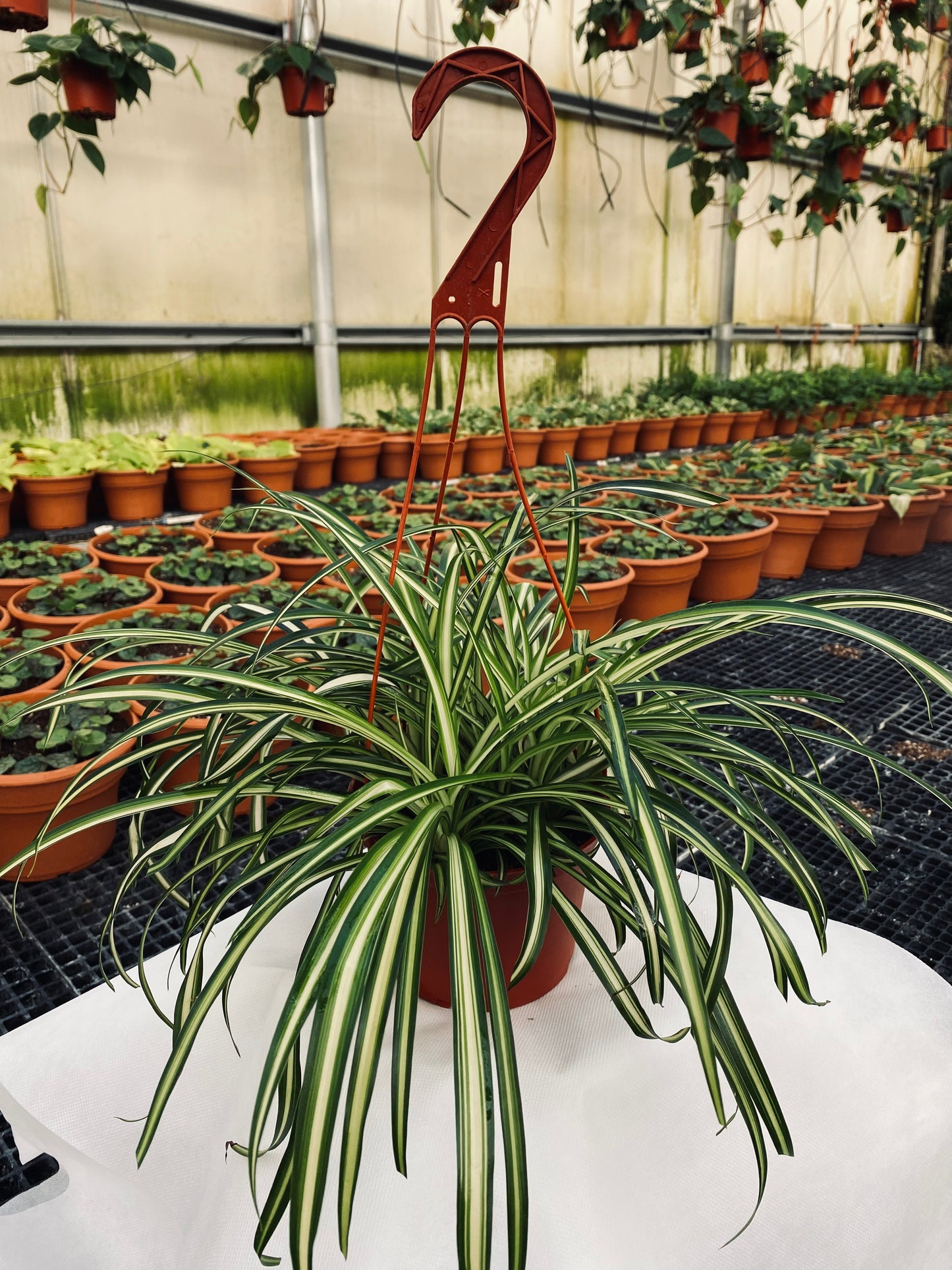 Spider Plant -- Chlorophytum comosum