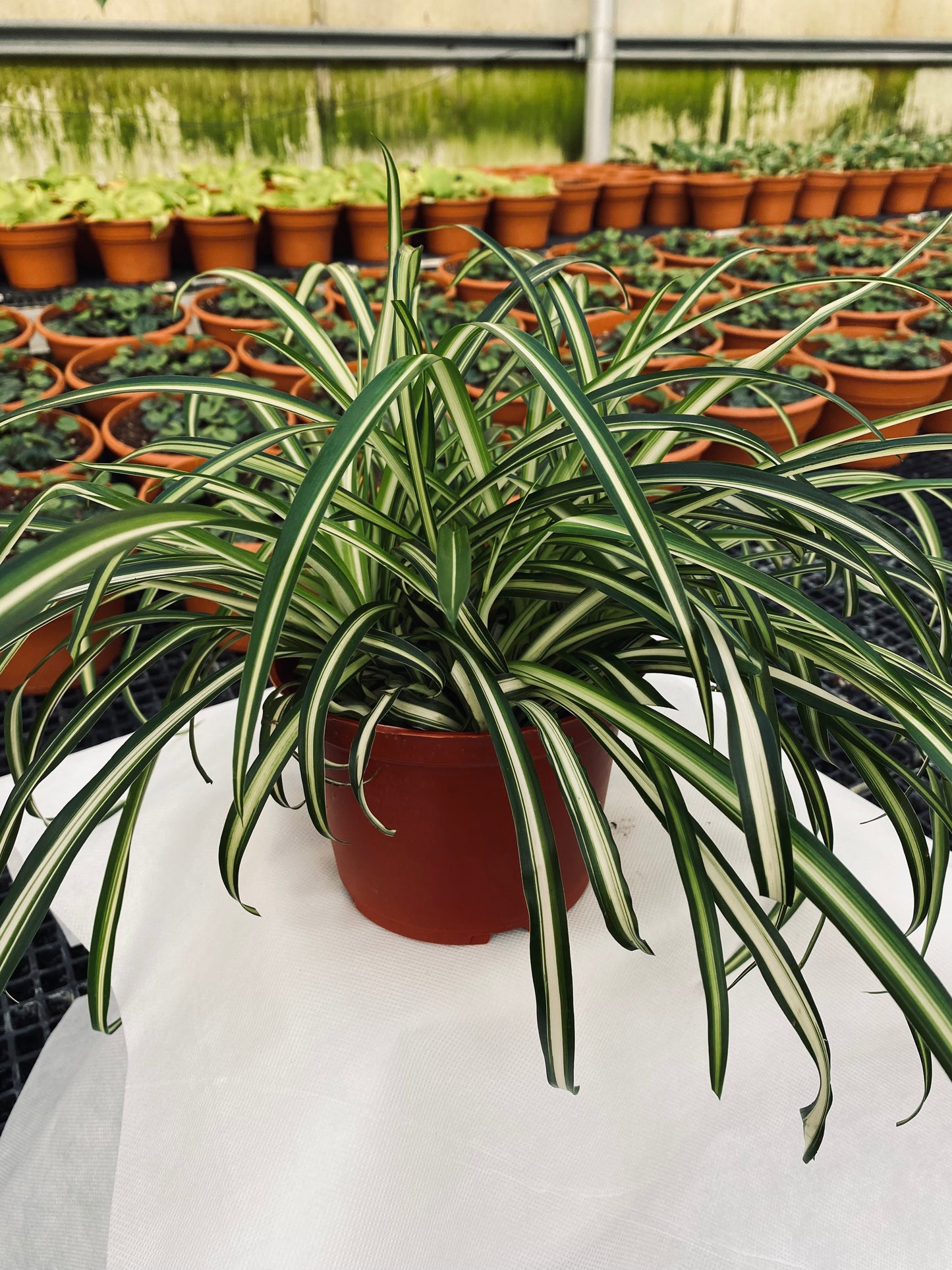 Spider Plant -- Chlorophytum comosum