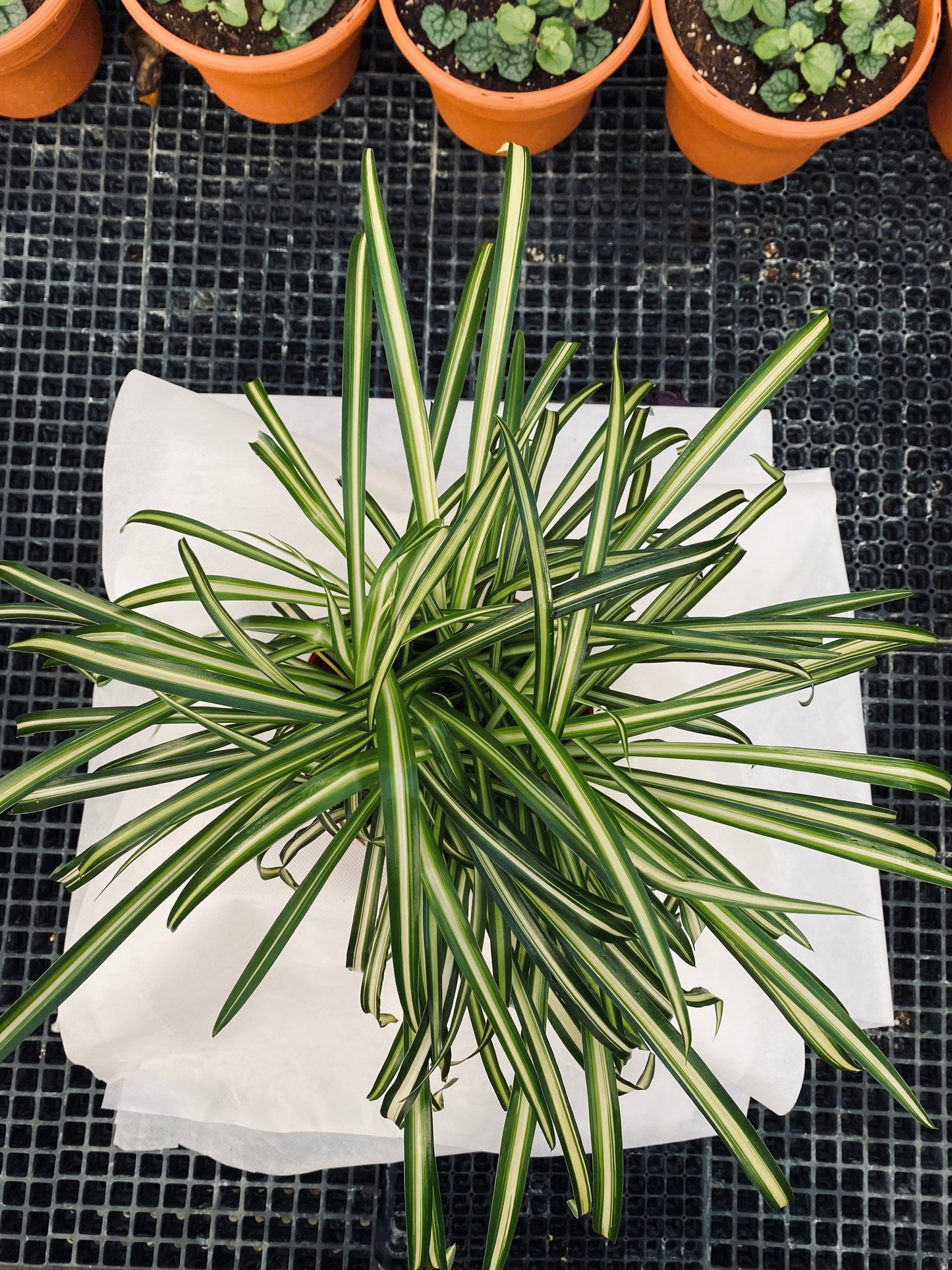 Spider Plant -- Chlorophytum comosum