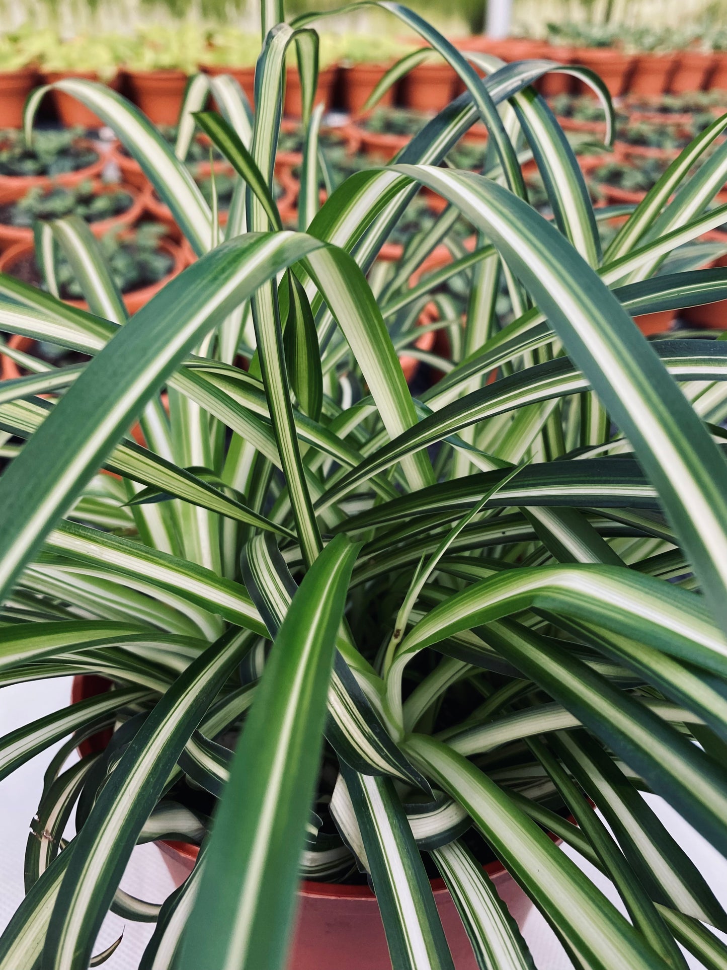 Spider Plant -- Chlorophytum comosum