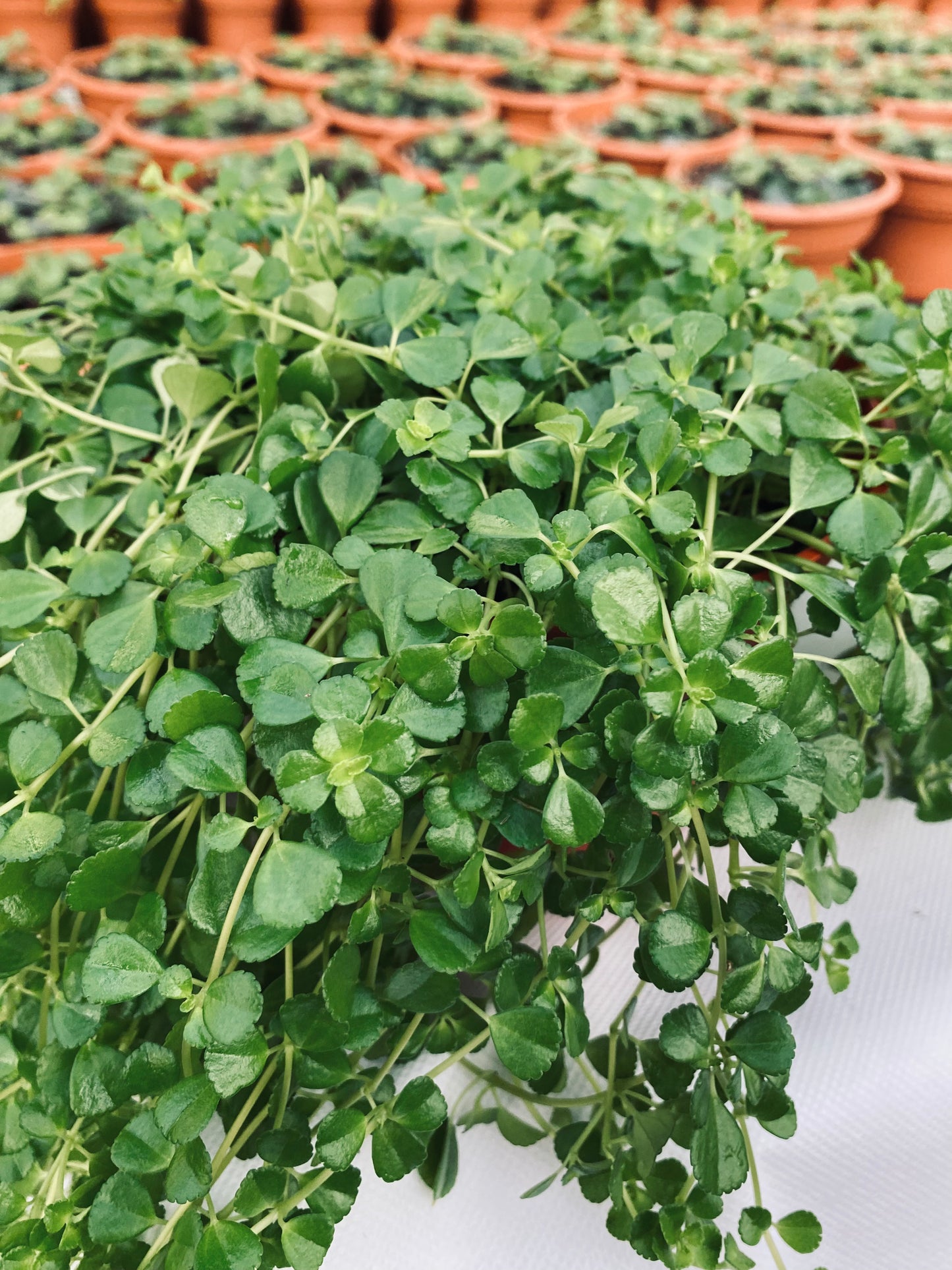 Baby's Tears -- Pilea depressa