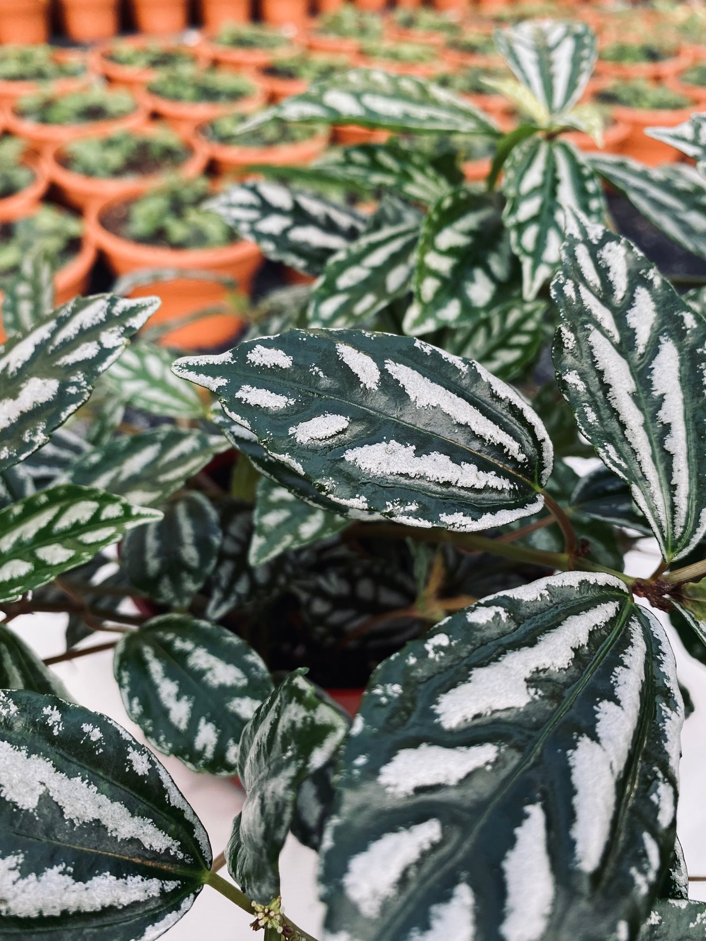 Aluminum Plant -- Pilea cadierei