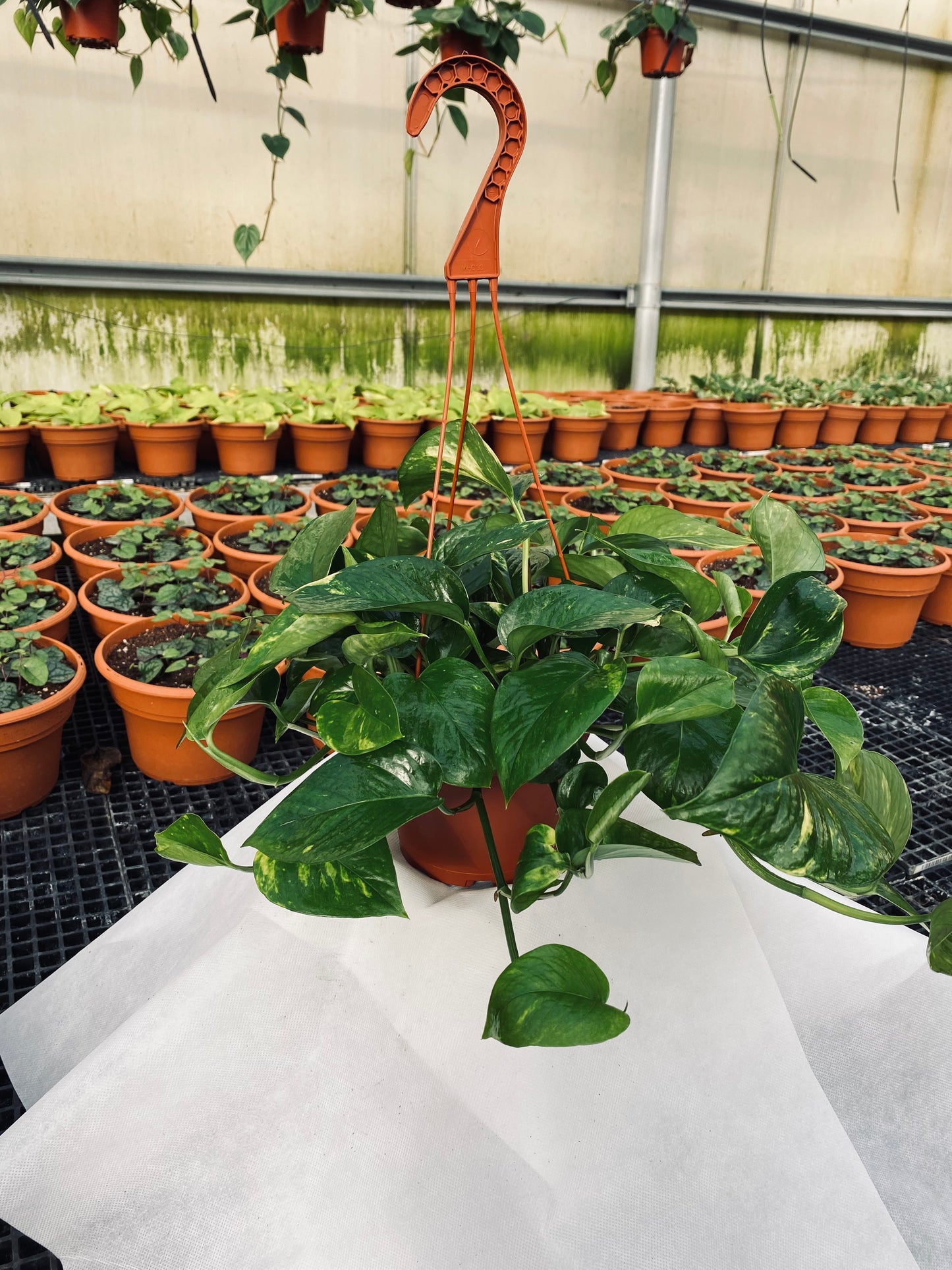 Golden Pothos -- Epipremnum aureum