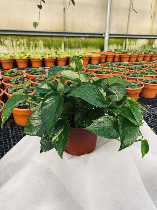 Golden Pothos -- Epipremnum aureum