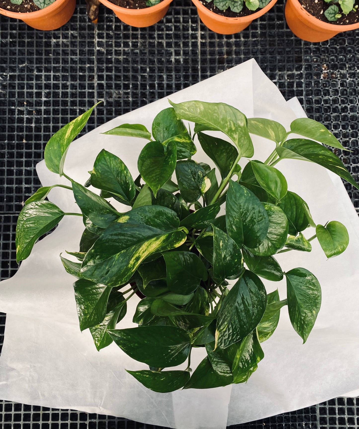 Golden Pothos -- Epipremnum aureum