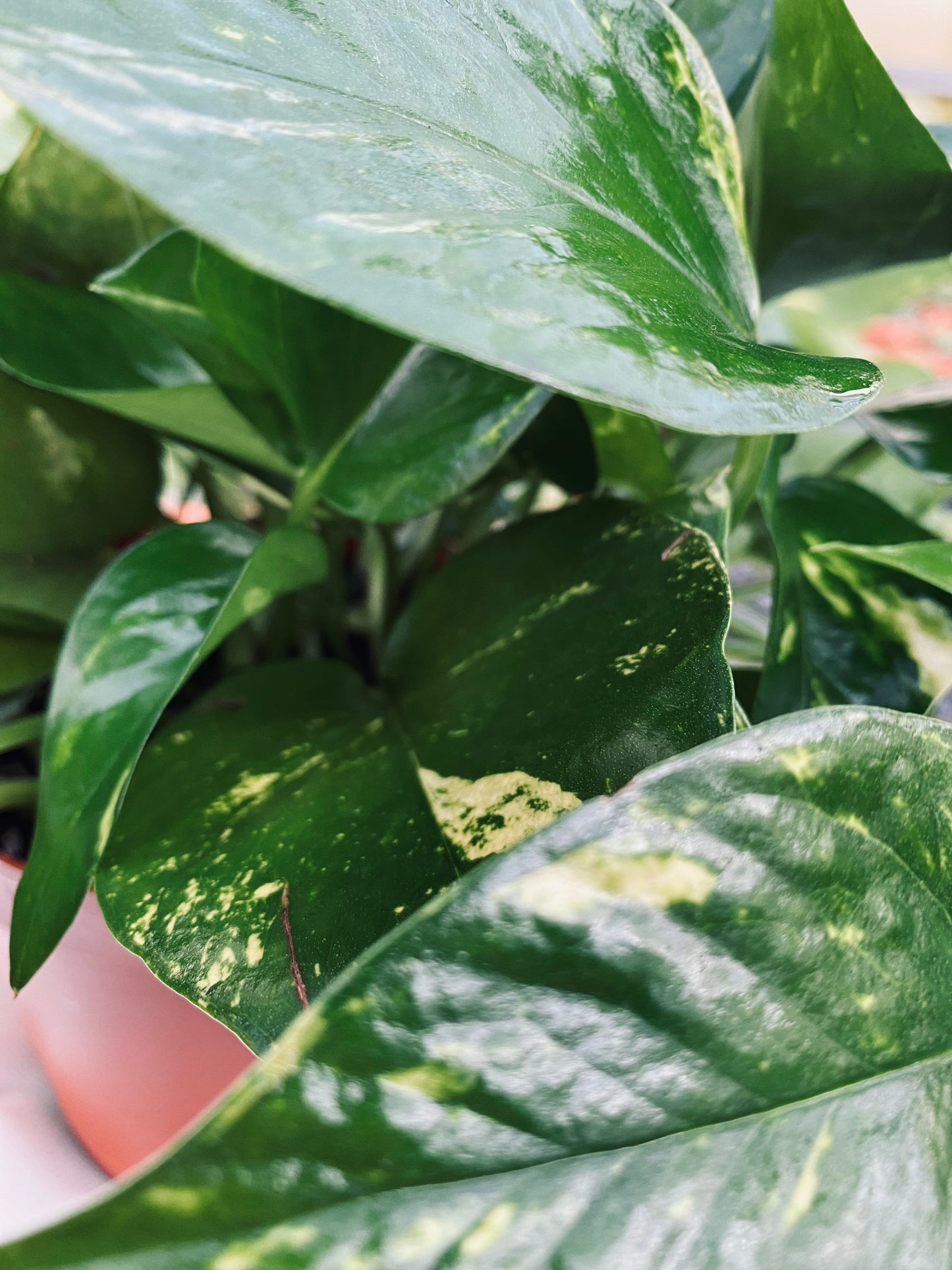 Golden Pothos -- Epipremnum aureum