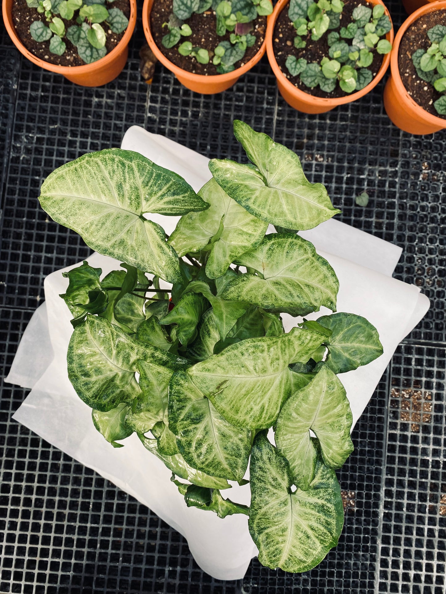 Nephthytis -- Syngonium podophyllum