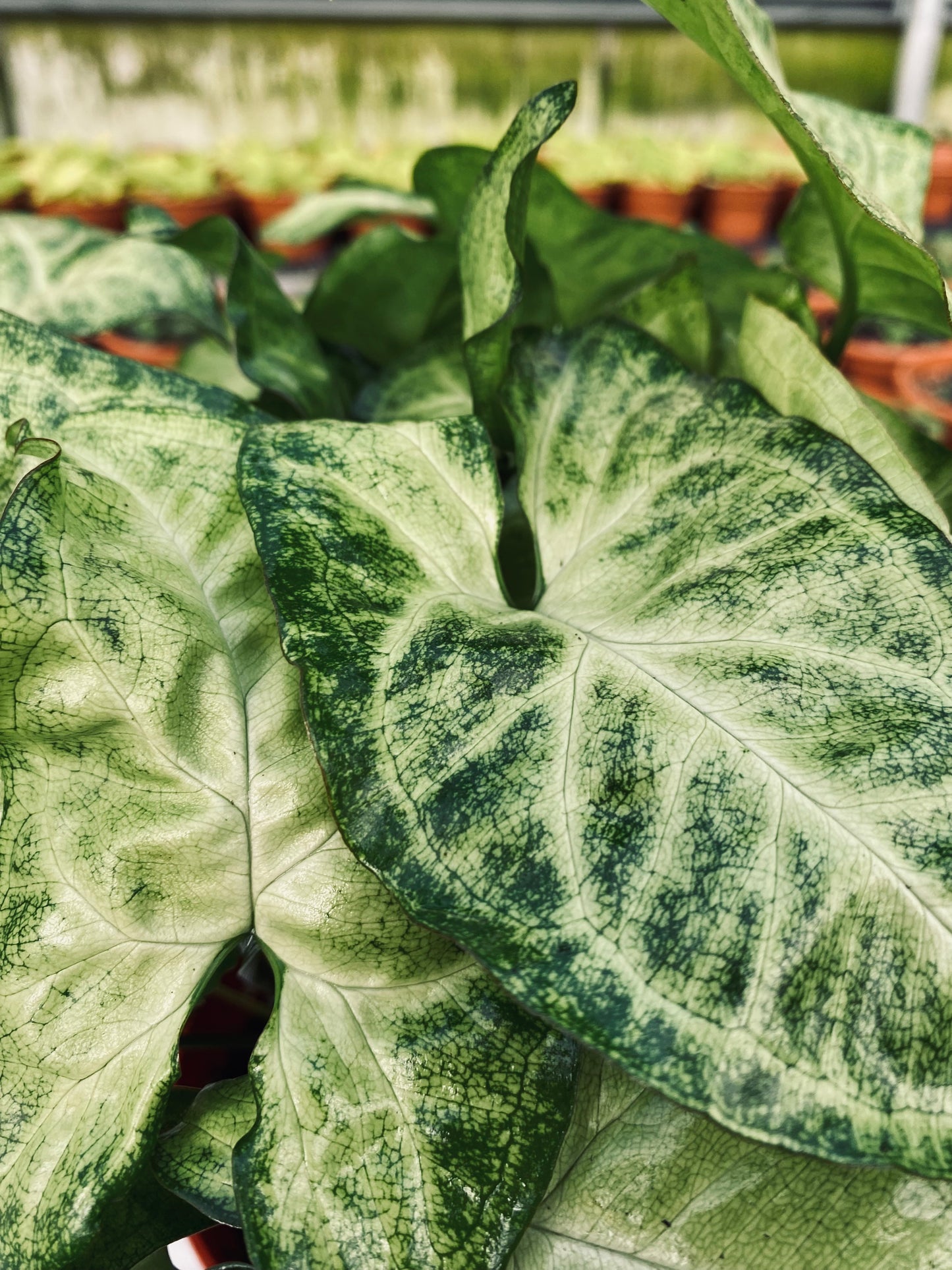 Nephthytis -- Syngonium podophyllum