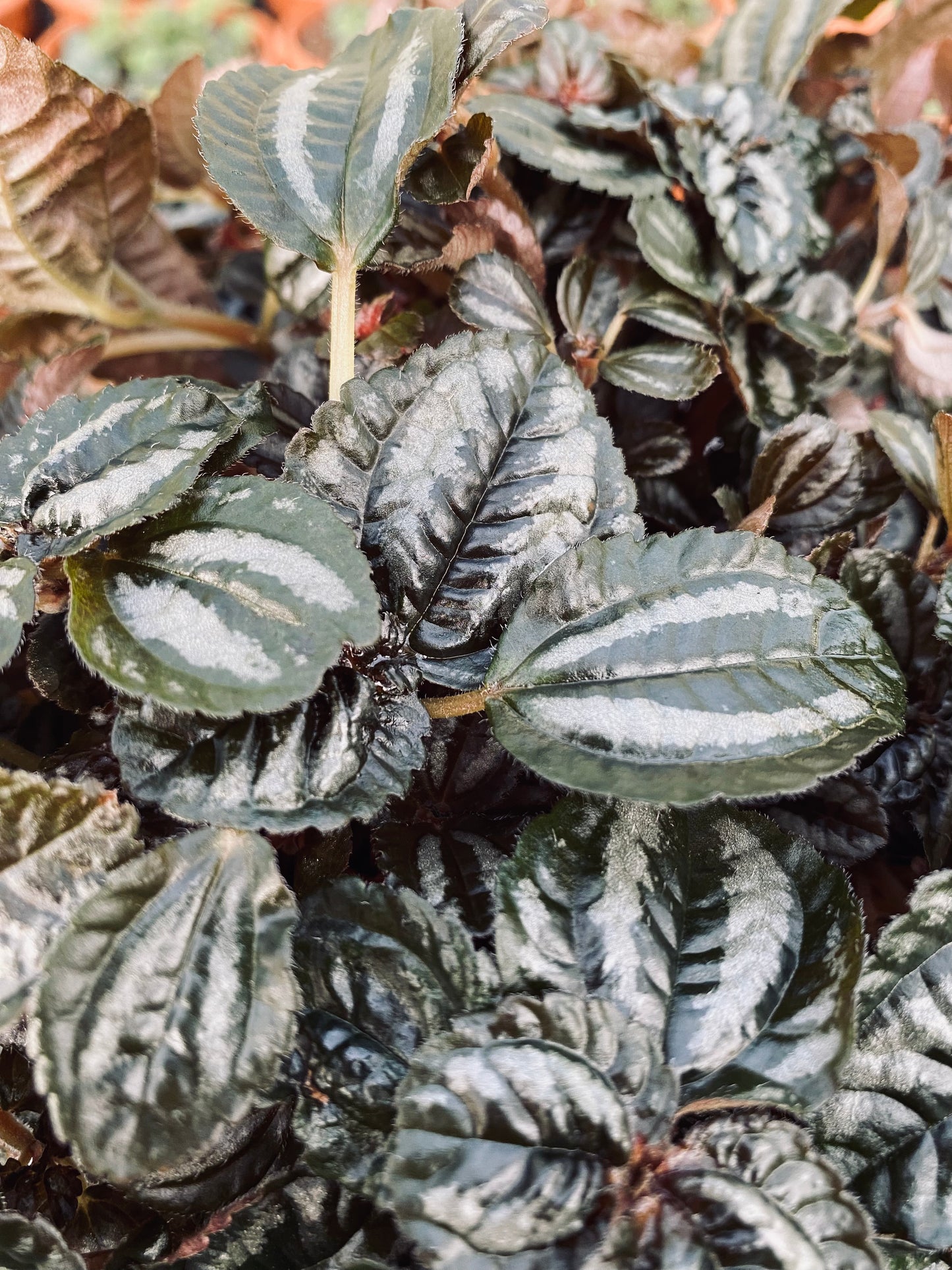 Aluminum Plant -- Pilea cadierei