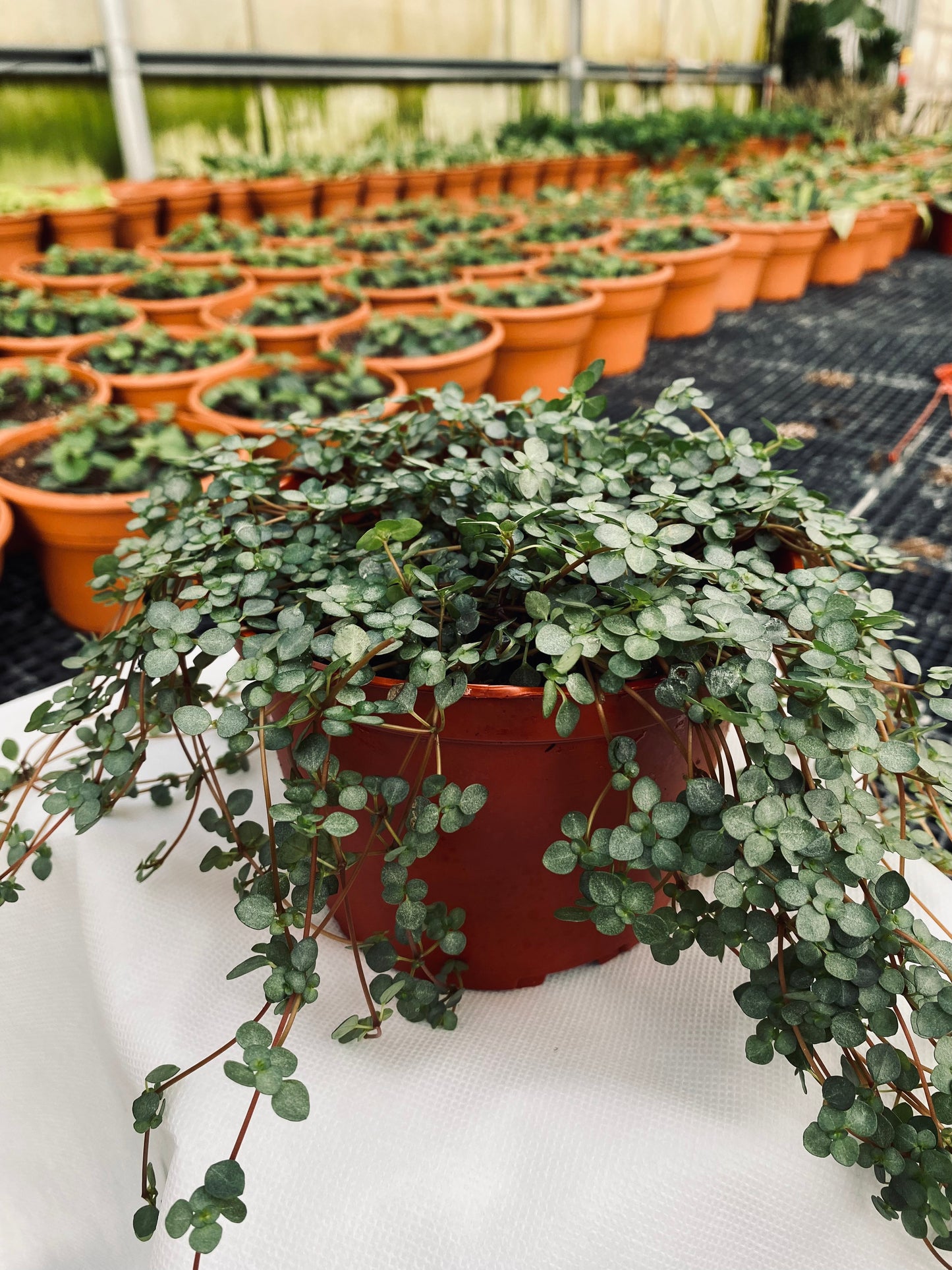 Baby's Tears -- Pilea depressa