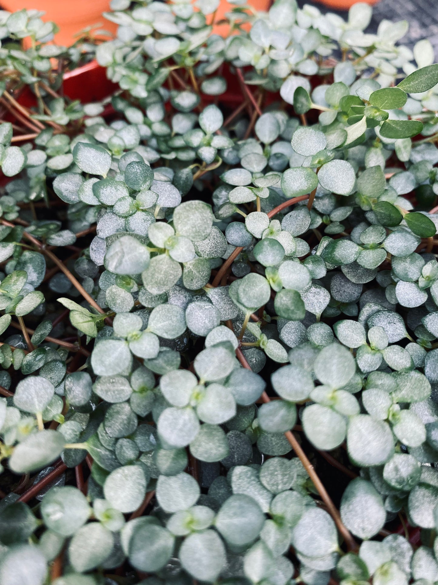 Baby's Tears -- Pilea depressa