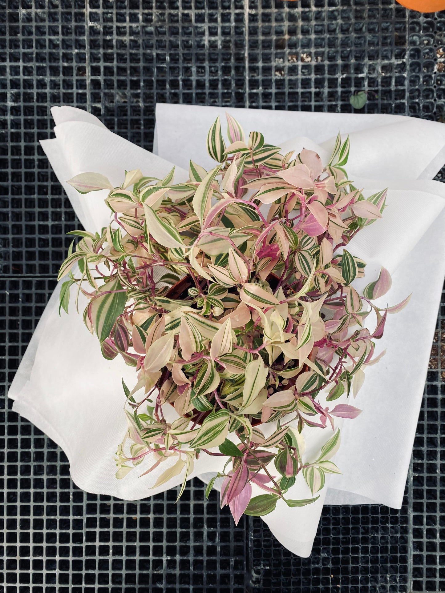 Tradescantia