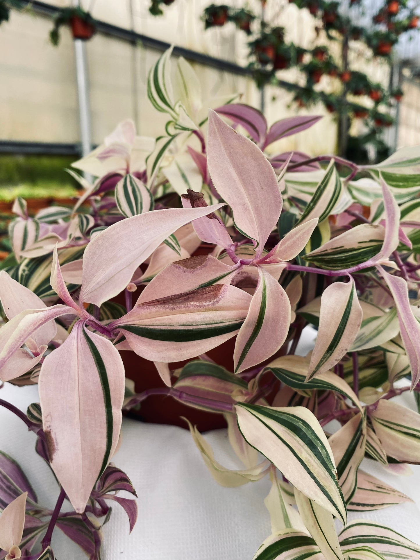 Tradescantia