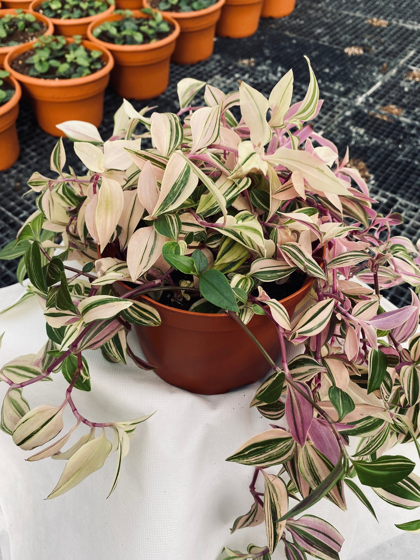 Tradescantia