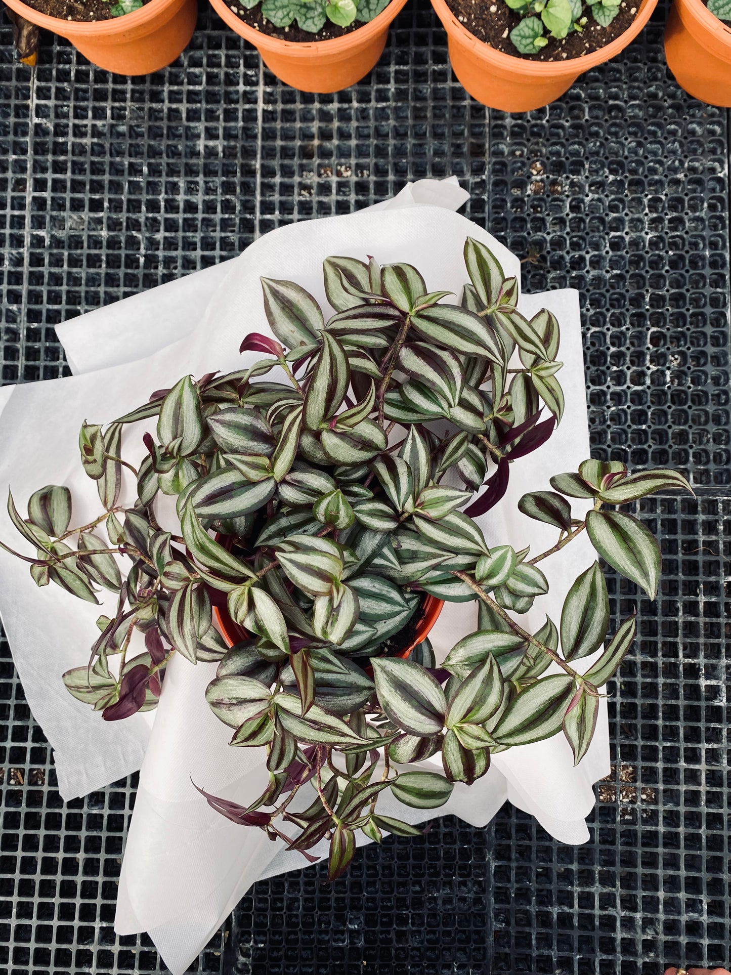 Tradescantia