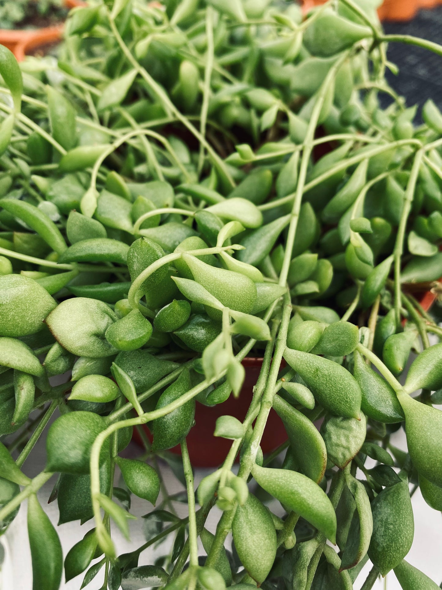 String of Tears -- Senecio herreianus