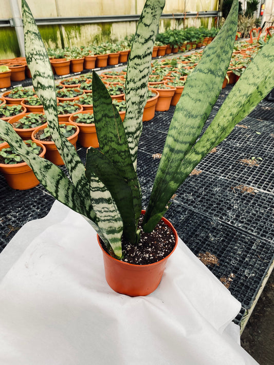 Snake Plant -- Dracaena trifasciata