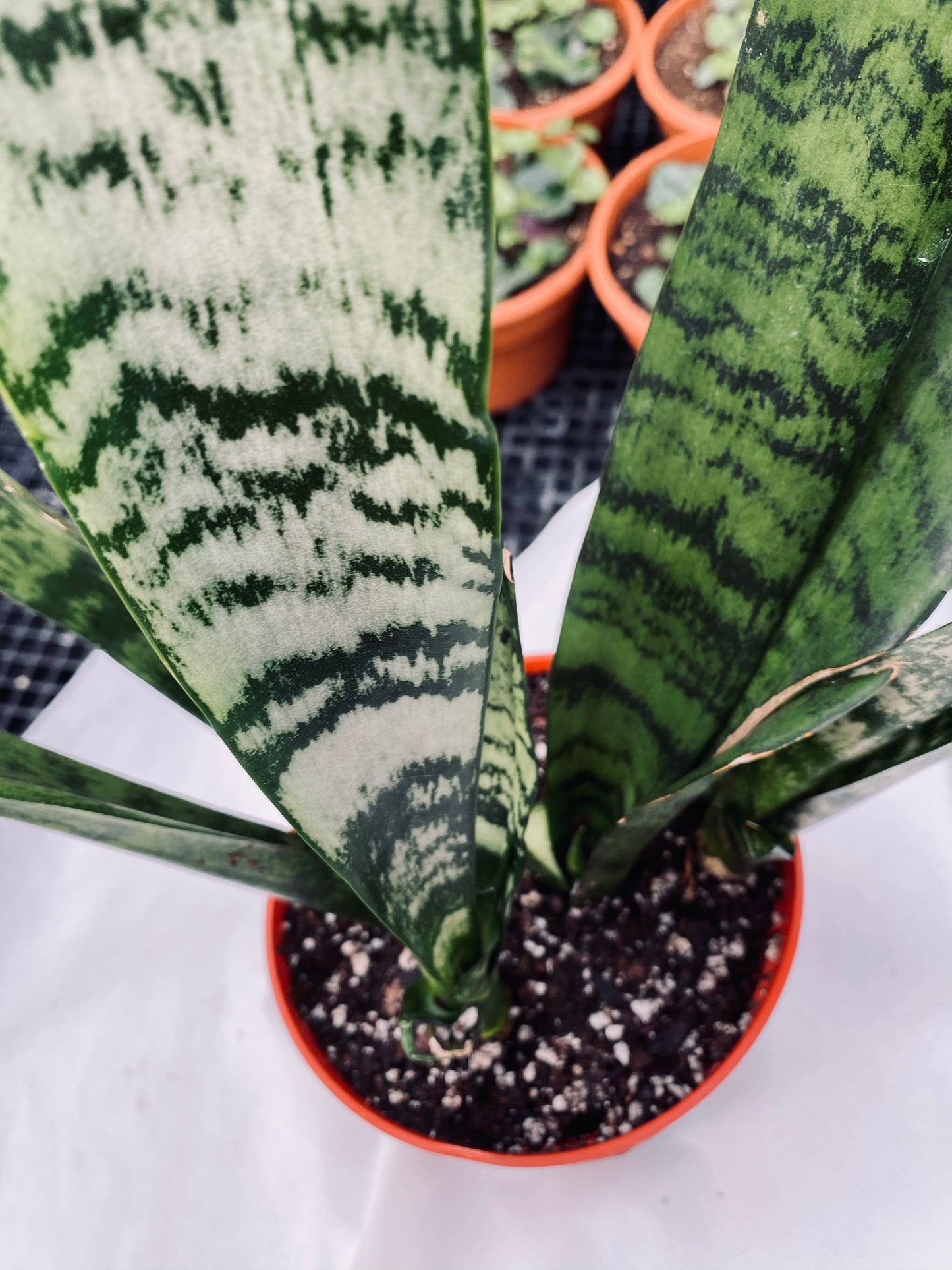 Snake Plant -- Dracaena trifasciata