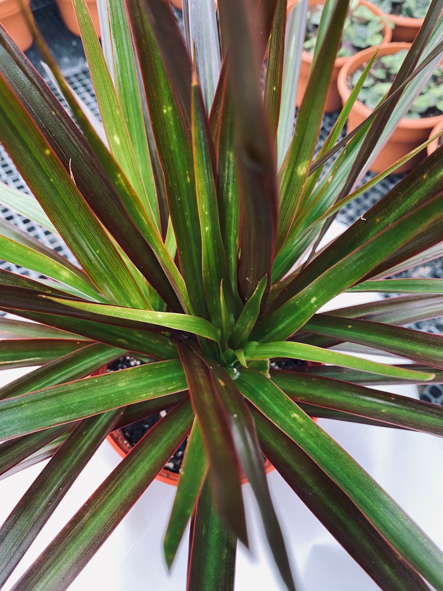 Dracaena