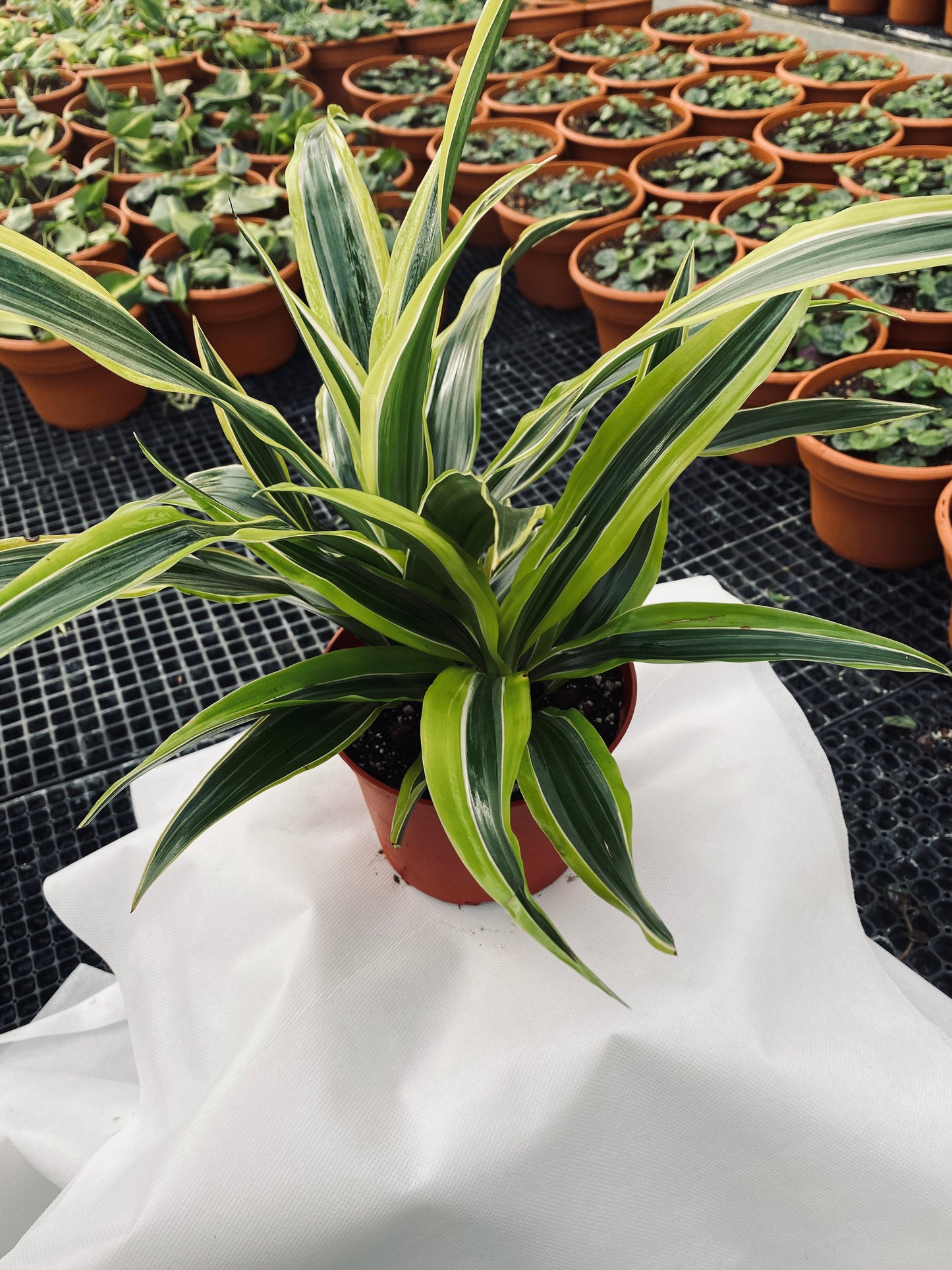 Dracaena