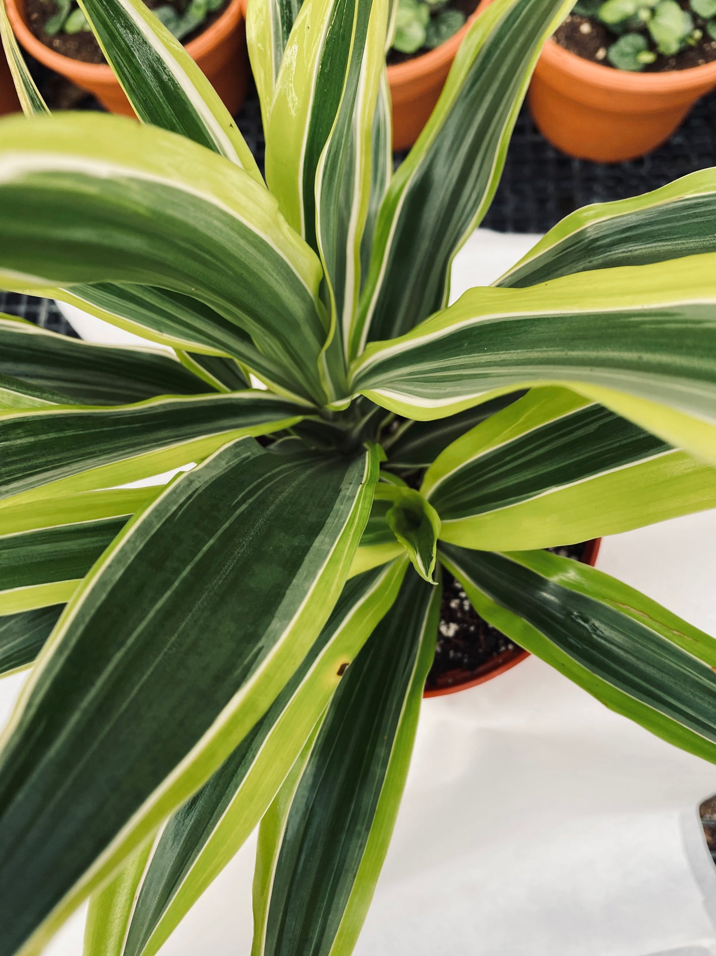 Dracaena