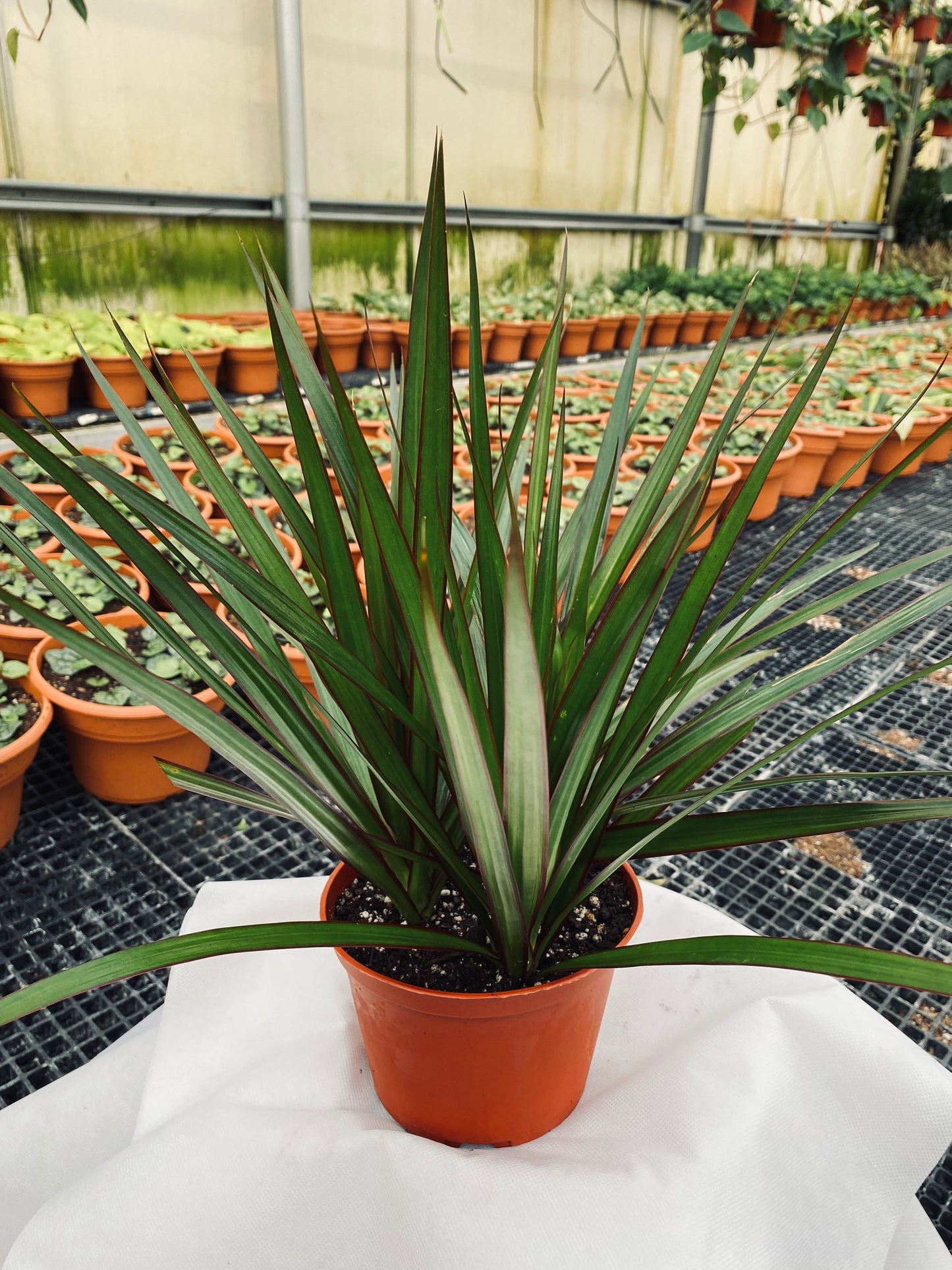 Dracaena