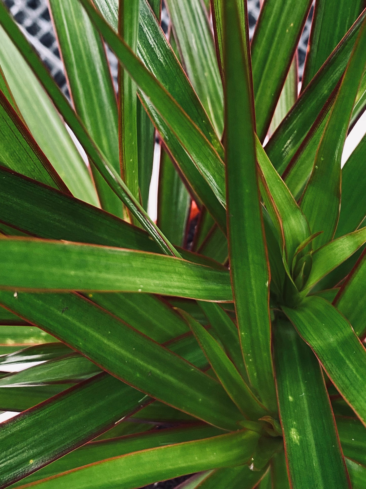 Dracaena