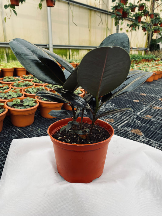 Rubber Plant - Ficus elastica