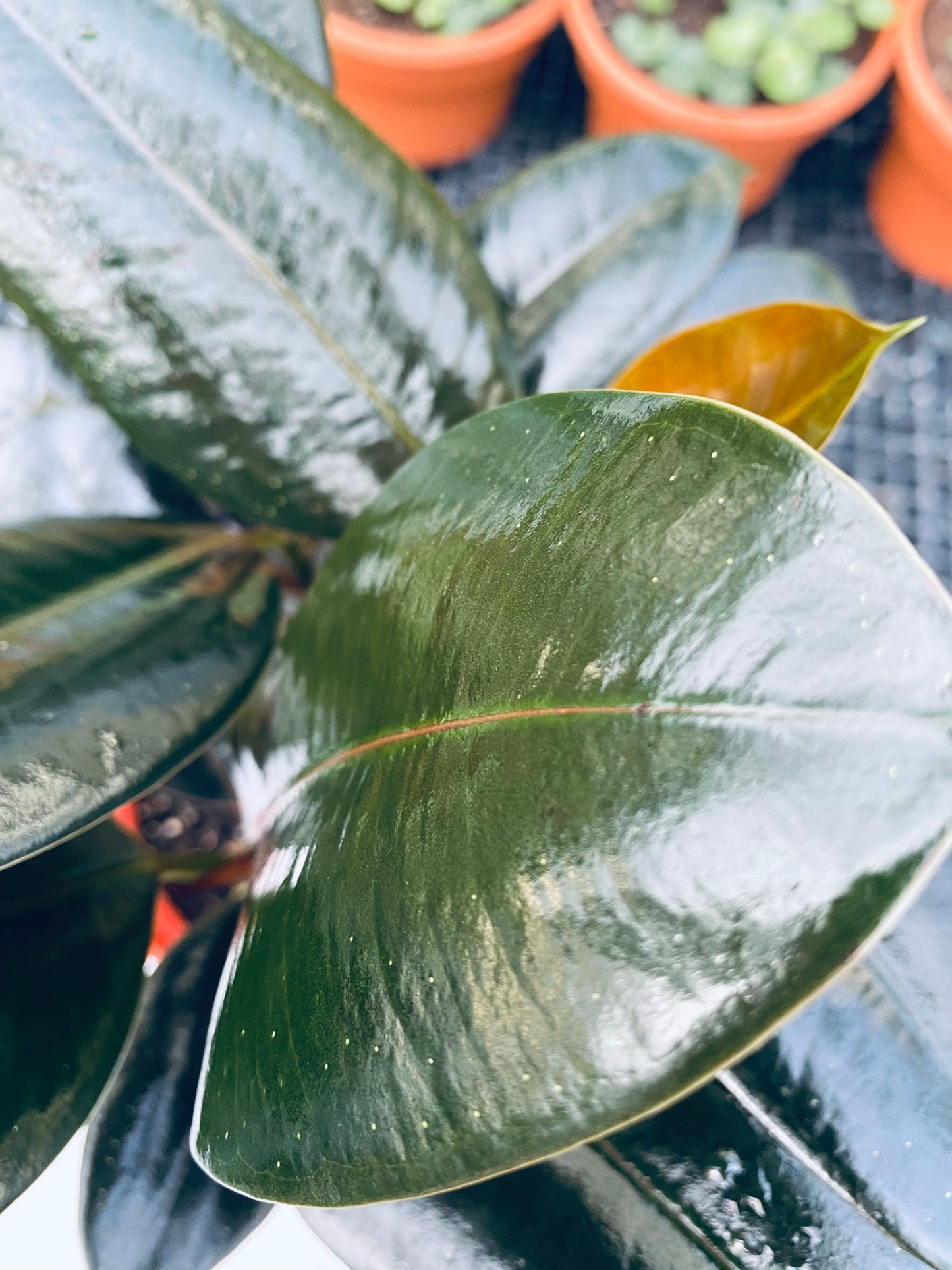 Rubber Plant - Ficus elastica