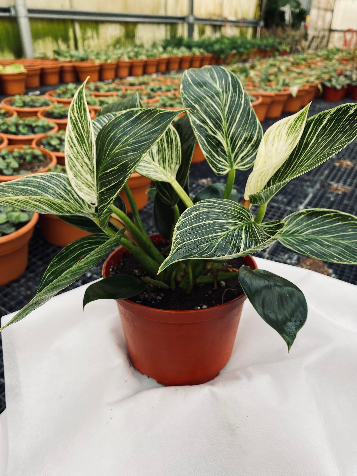 Philodendron