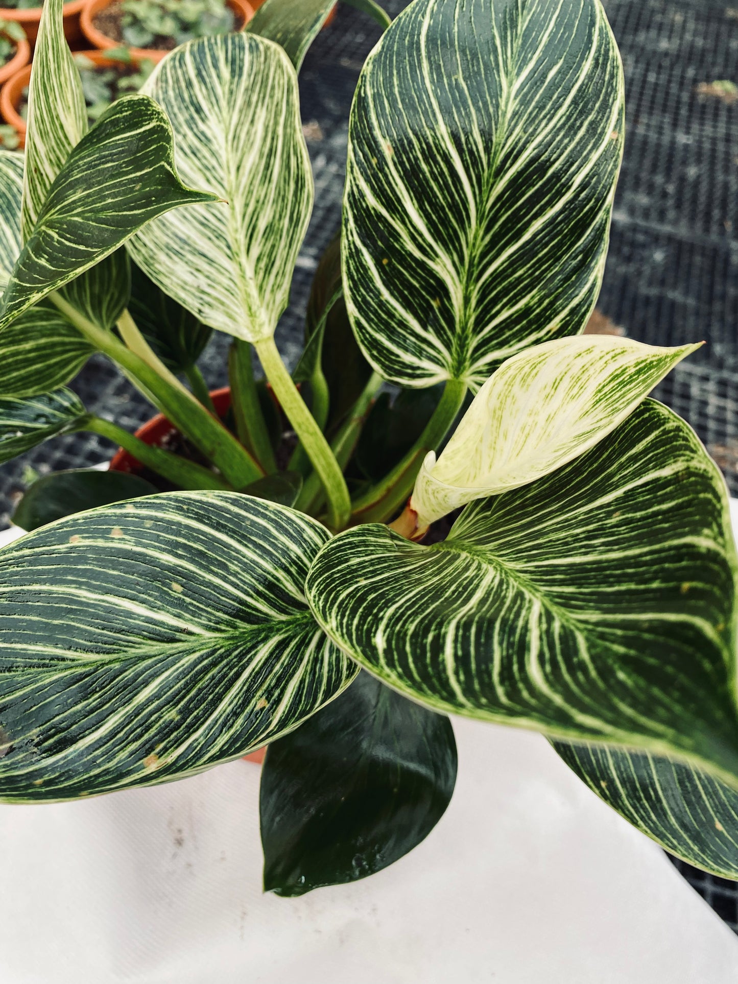 Philodendron