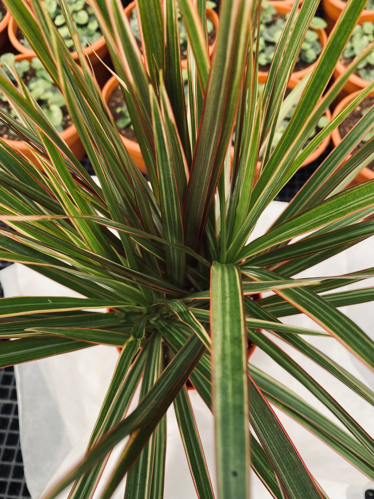 Dracaena