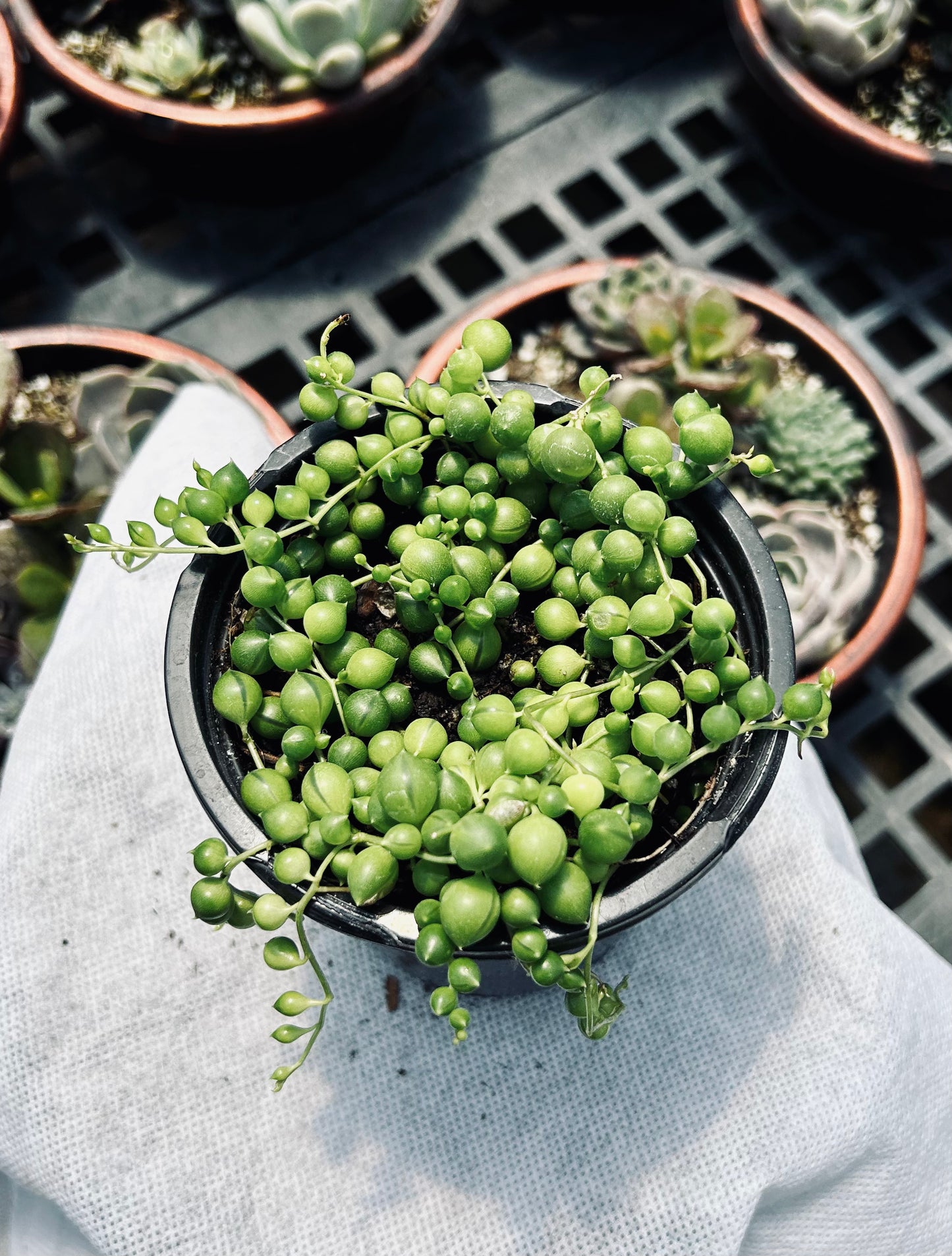 String of Pearls -- Senecio rowleyanus