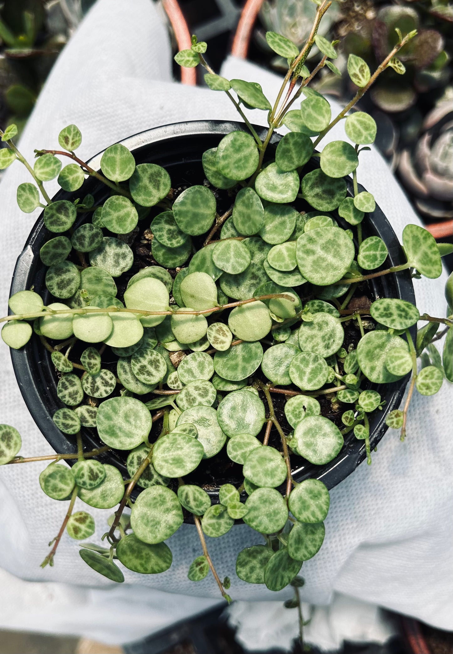 String of Turtles -- Peperomia prostrata