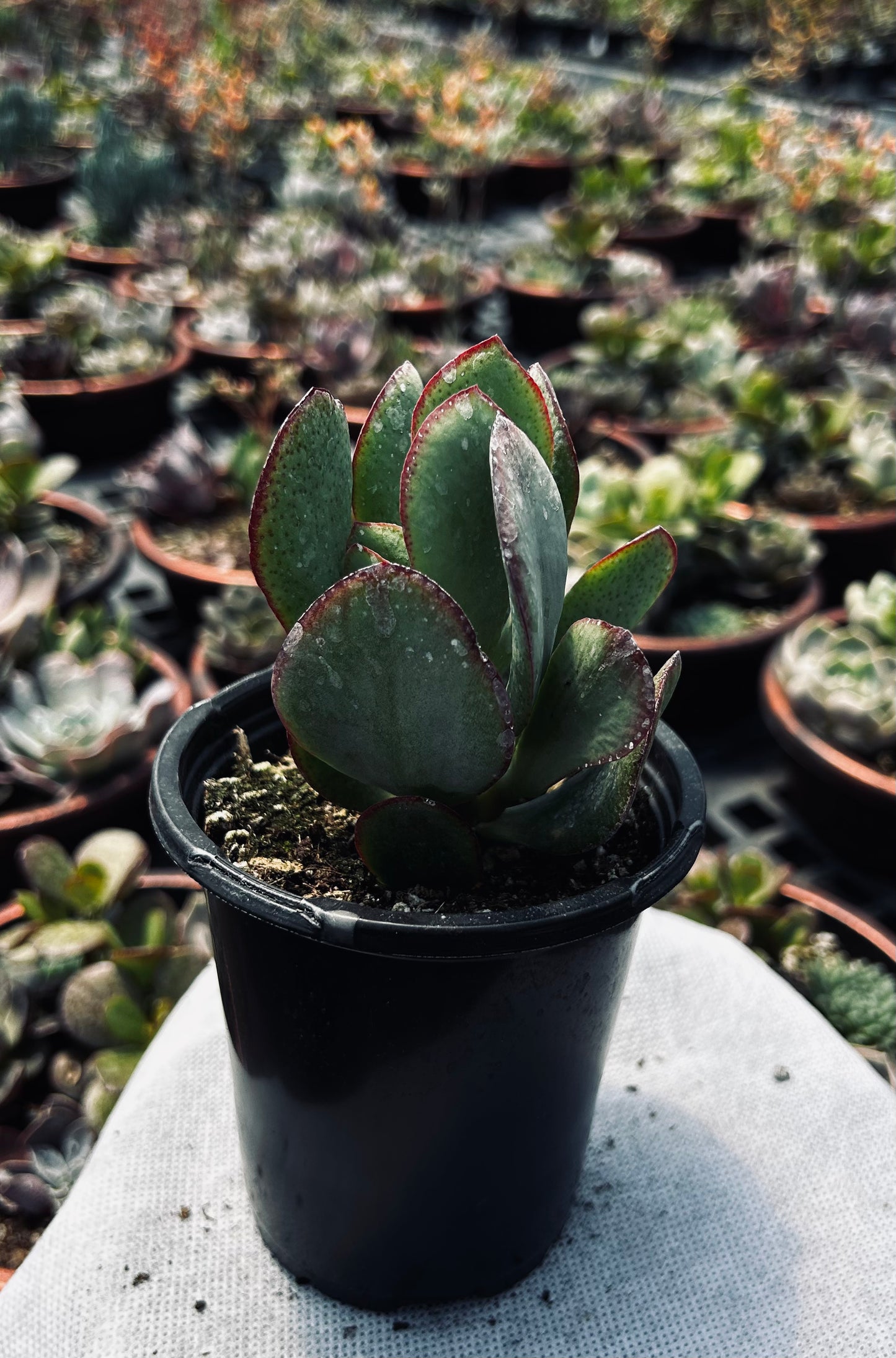 Silver Jade -- Crassula arborescens