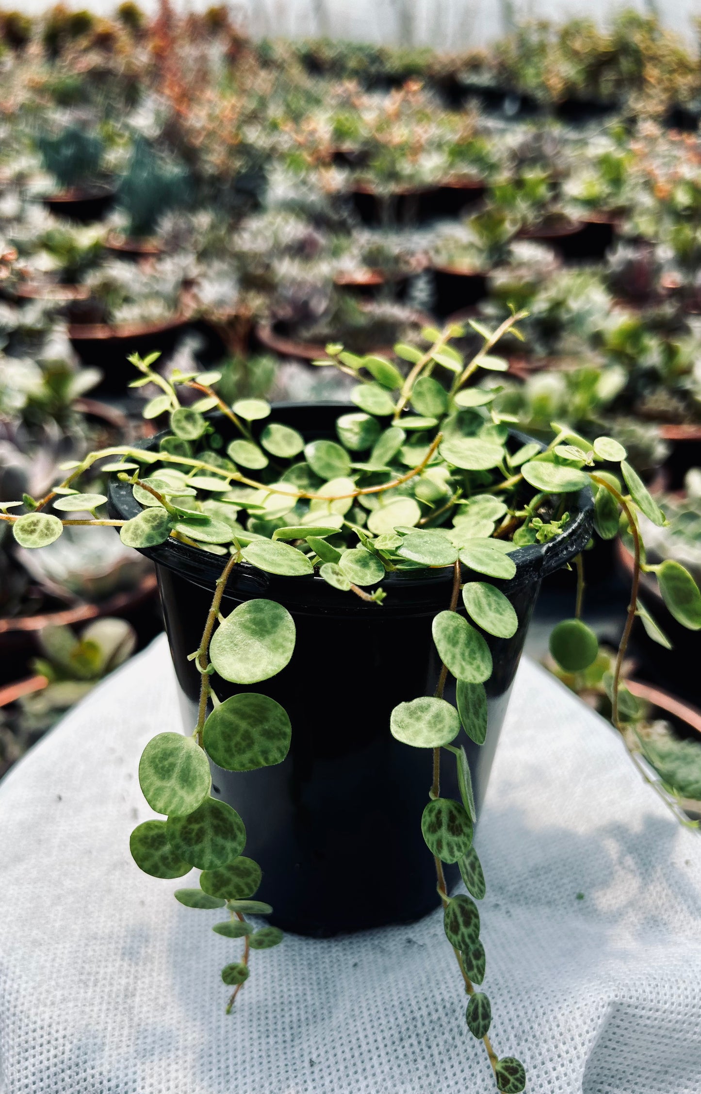 String of Turtles -- Peperomia prostrata