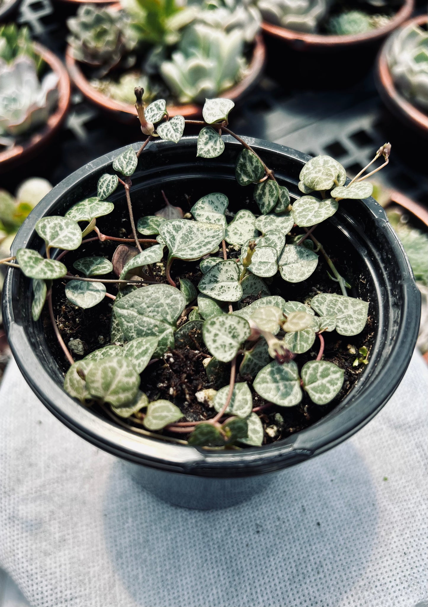 String of Hearts --Ceropegia woodii