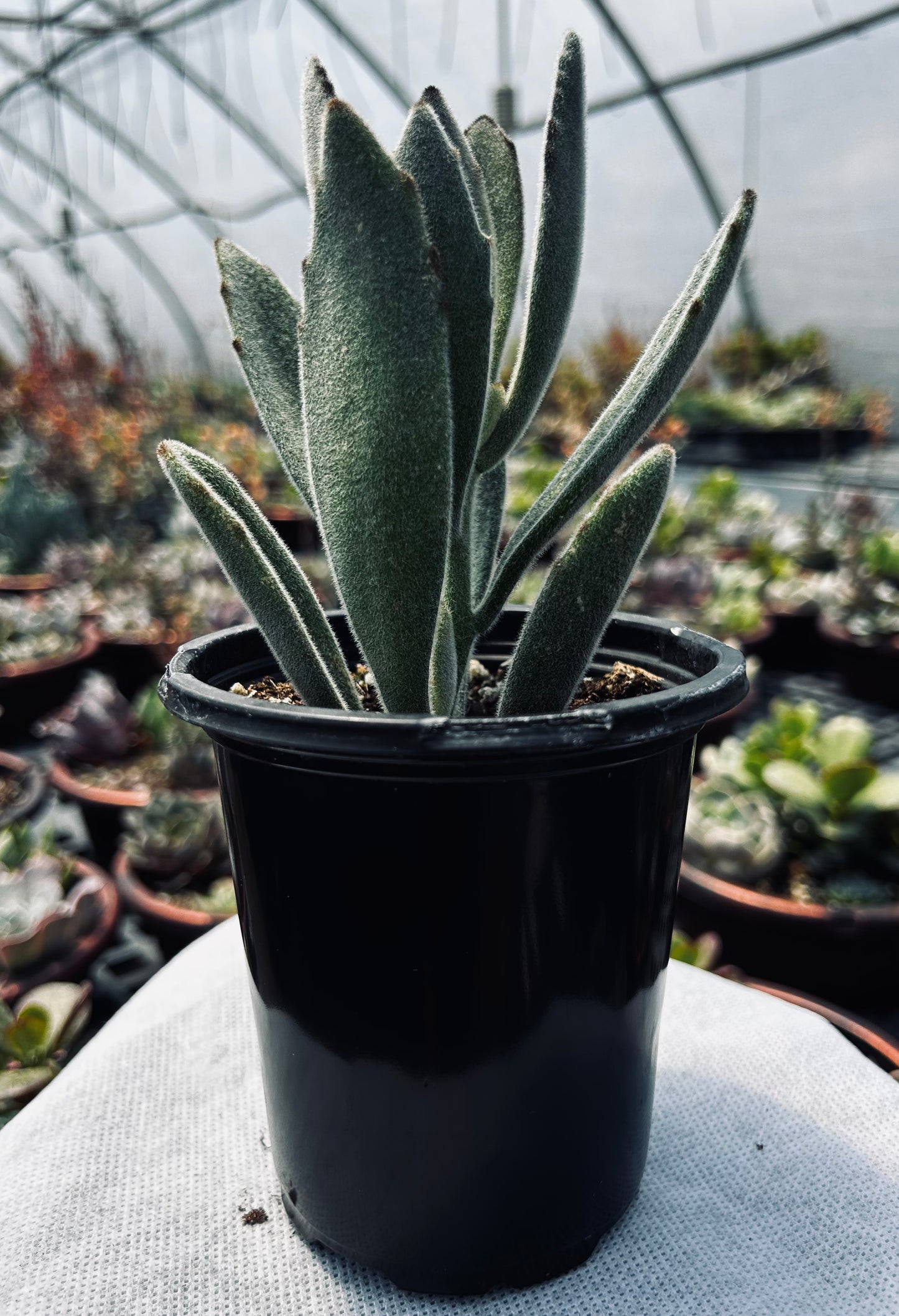 Panda Plant -- Kalanchoe tomentosa