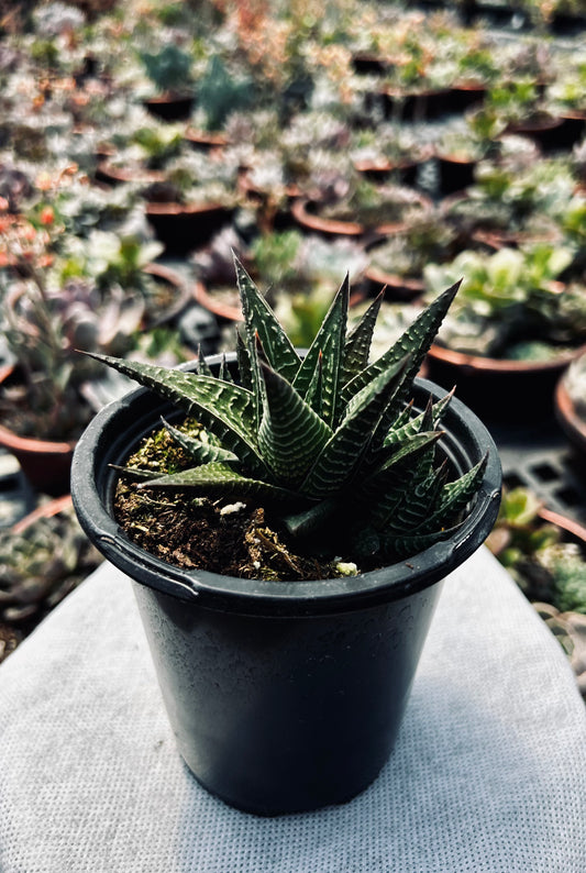 Fairy Washboard -- Haworthiopsis limifolia