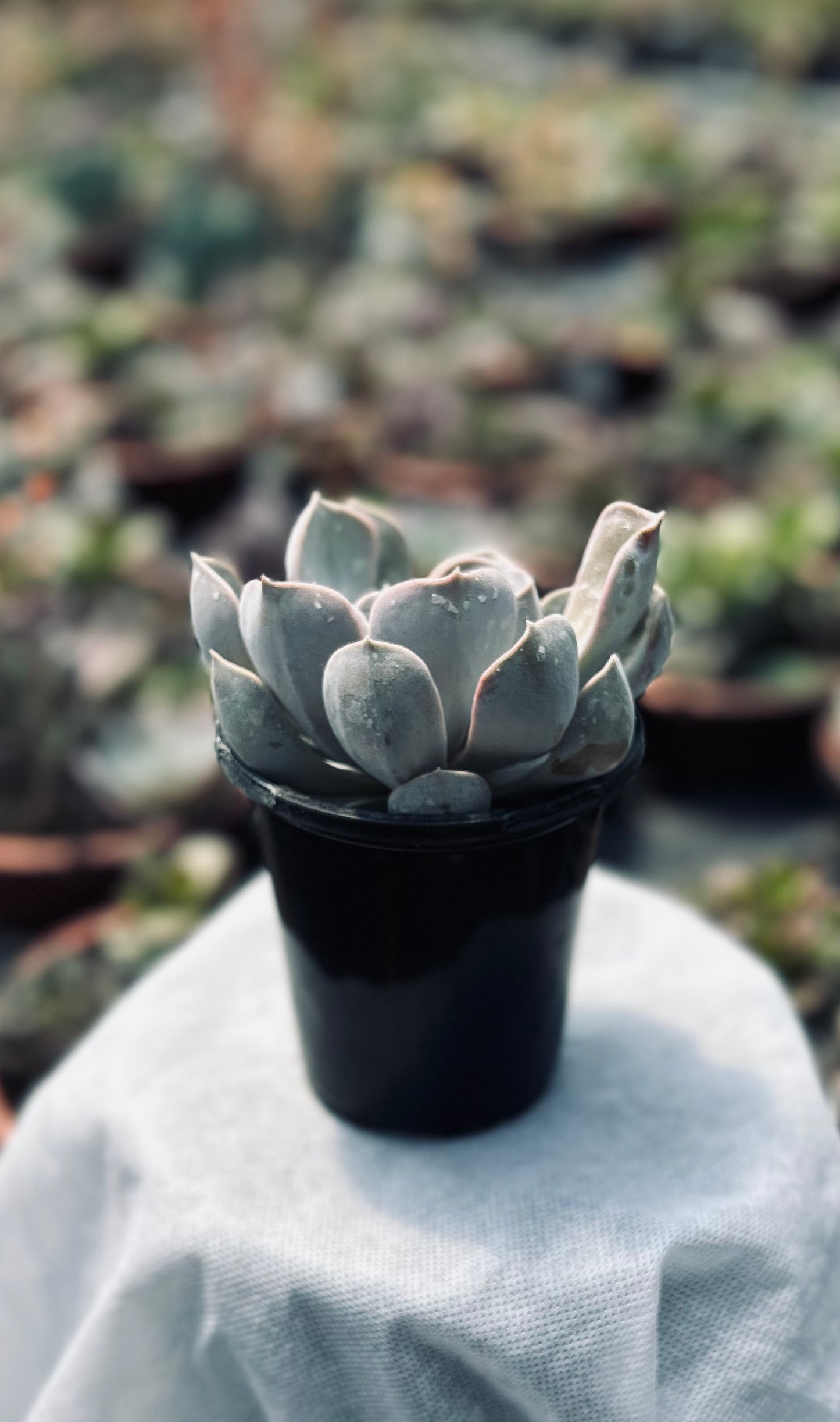 Echeveria