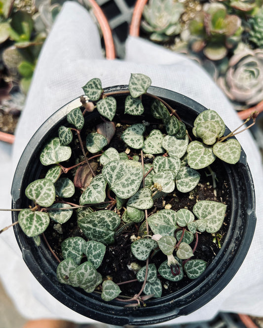 String of Hearts --Ceropegia woodii